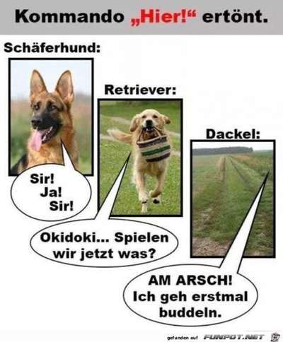 Hunde Memes-Beitrag-Bild