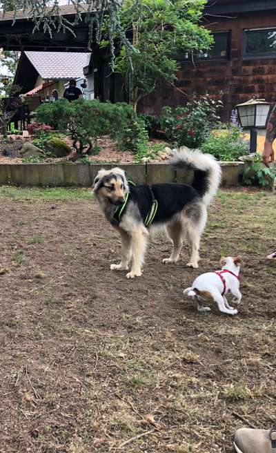 Dogorama Bekanntschaften/Freundschaften-Beitrag-Bild