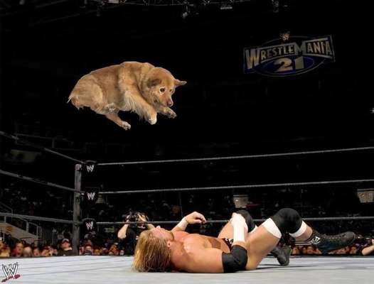 Hunde Memes-Beitrag-Bild