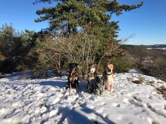 Dogorama Bekanntschaften/Freundschaften-Beitrag-Bild