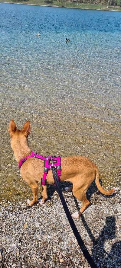 Dogorama-Monats-Challenge-Mai "Wasser"-Beitrag-Bild