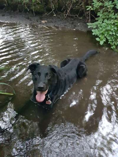 Dogorama-Monats-Challenge-Mai "Wasser"-Beitrag-Bild