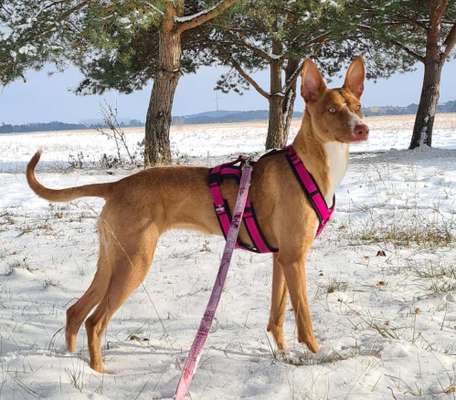Windhunde - Treffen der besonderen Schönheiten
HERZLICH WILLKOMMEN-Beitrag-Bild