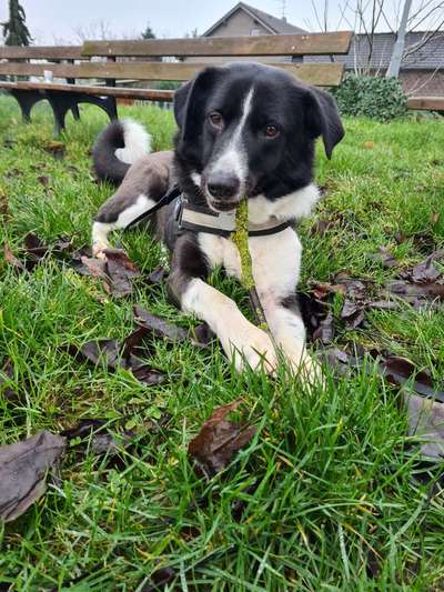 Hundetreffen-Hundetreff Tönisvorst-Bild