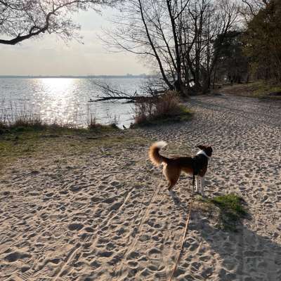 Hundetreffen-Social Walk & Trainingsbuddy-Bild