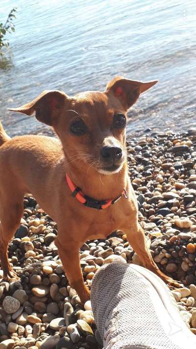 Wo sind die Zwergpinscher?-Beitrag-Bild