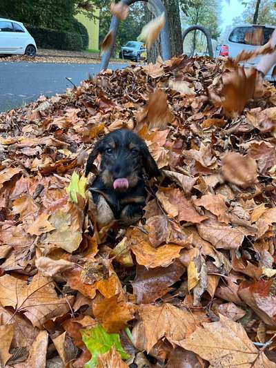 Hundetreffen-Welpen Spielfreund-Bild