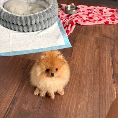 Hundetreffen-Welpentreffen-Bild