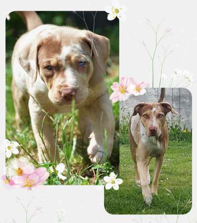 Vom Welpen zum Hund-Beitrag-Bild