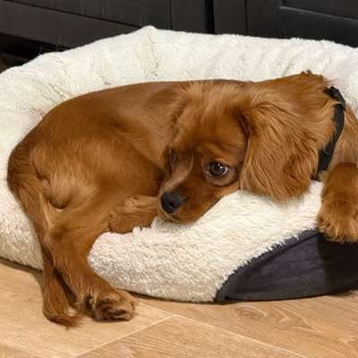 Hundetreffen-Junghund sucht SpazierpartnerIn-Bild