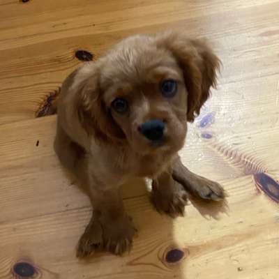 Hundetreffen-Welpe sucht Spielpartner-Bild