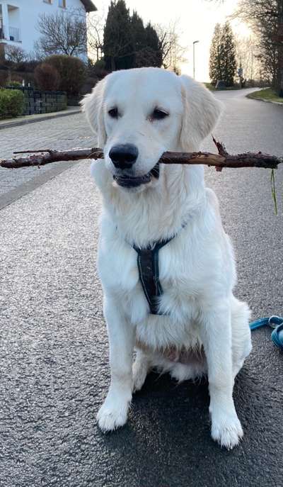 Hundetreffen-Junghunde Treff-Bild