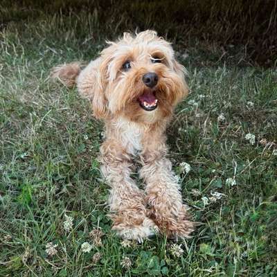 Hundetreffen-Spieltreffen / gemeinsamer Spaziergang-Bild