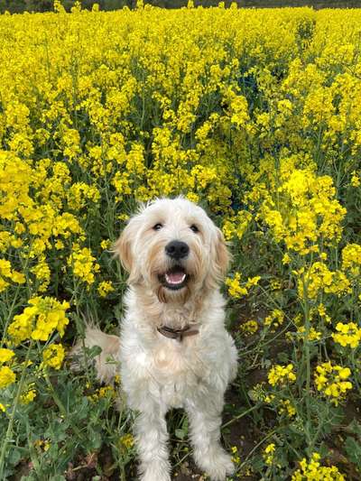 Die Dogorama Monats Challenge "Es grünt und blüht"-Beitrag-Bild