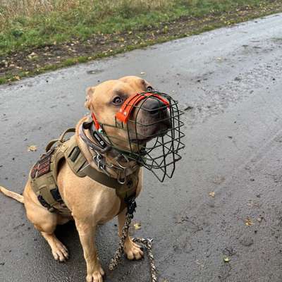 Hundetreffen-Gassi Kumpel für Benji gesucht-Bild