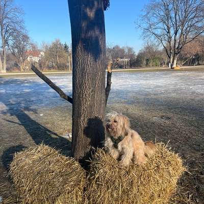 Hundetreffen-Hundefreunde-Bild