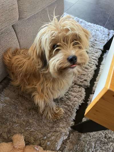 Hundetreffen-Trainieren und Spielen-Bild