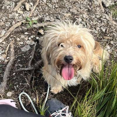 Hundetreffen-Gemeinsam Spazieren, Trainieren und evtl Wandern-Bild