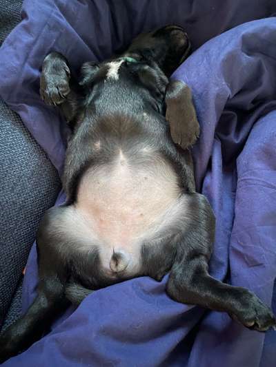 Dogorama Photo Challenge - Zeigt her eure Bäuche-Beitrag-Bild