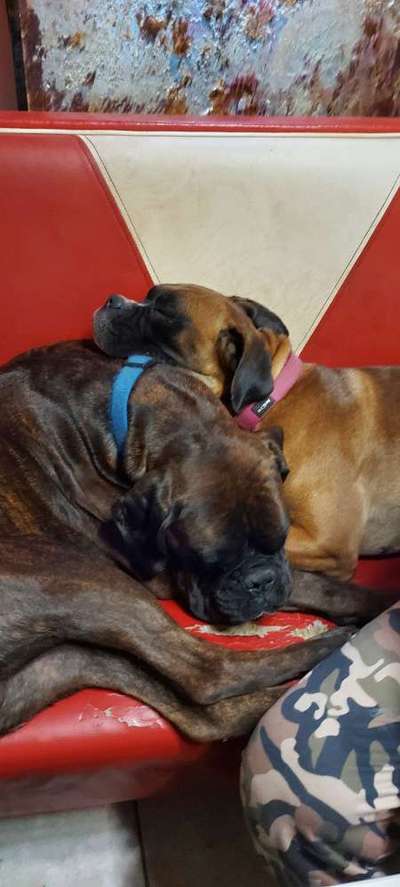 Mehrhundhaltung-Beitrag-Bild