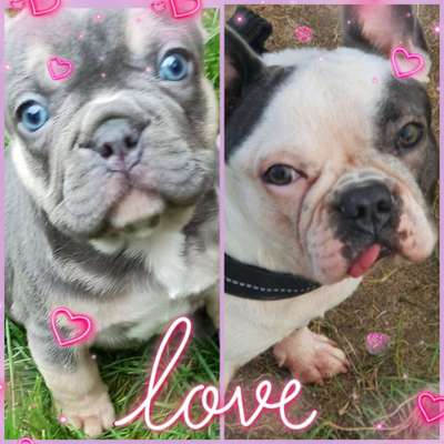 Französische Bulldoggen-Beitrag-Bild