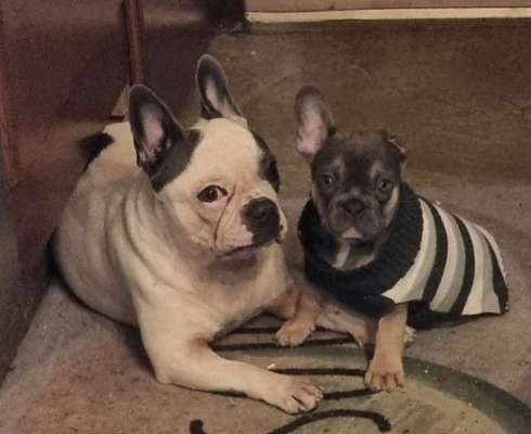 Französische Bulldoggen-Beitrag-Bild