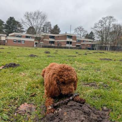 Hundetreffen-Gassi-Runde am Spatzenberg-Bild