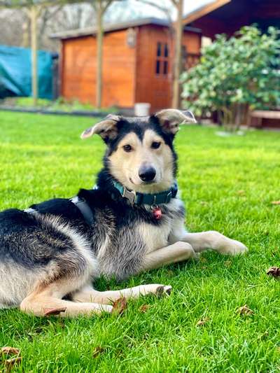 TierschutzhundeStammtisch🐕-Beitrag-Bild