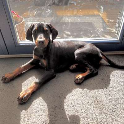 Hundetreffen-Welpentreffen / soziale Kontakte für Tessa-Bild