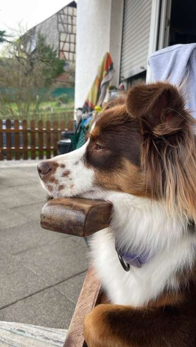 Hundetreffen-Suche Aussies aus der Gegend 😀-Bild