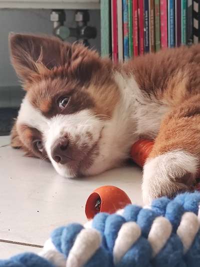 Welpen Bilder !-Beitrag-Bild