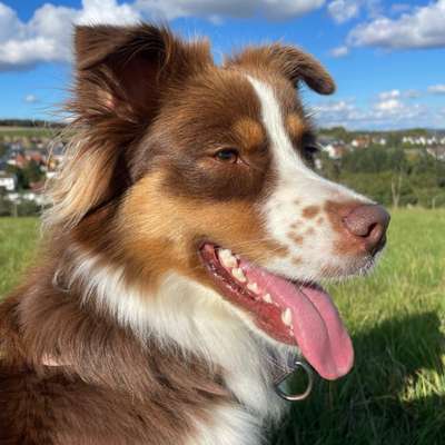 Hundetreffen-Hallo suche Spielgefährten aus dem Raum Hünstetten +/--Bild