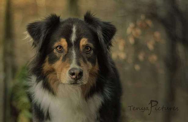 Dogorama Photo Challenge - Märchenwald-Beitrag-Bild