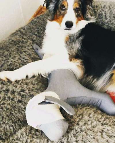 Dogorama Photo Challenge - Lieblingsspielzeug!-Beitrag-Bild