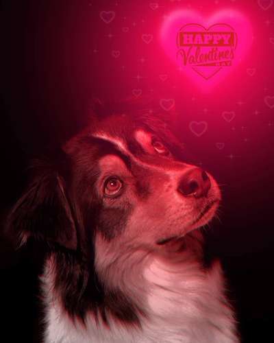 Dogorama Photo Challenge - Be my valentine-Beitrag-Bild