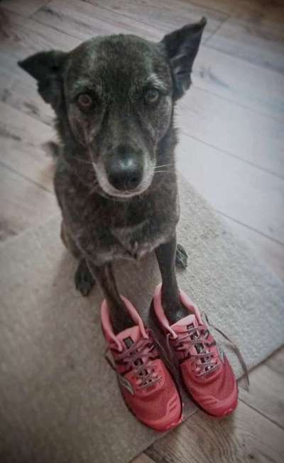 Dogorama Photo Challenge - Tre Chic!-Beitrag-Bild