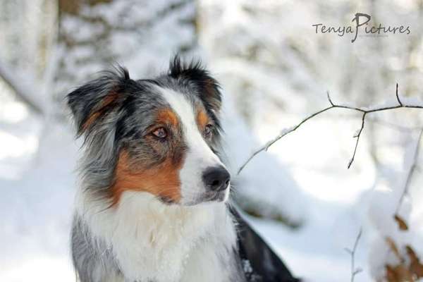 Dogorama Photo Challenge - Märchenwald-Beitrag-Bild