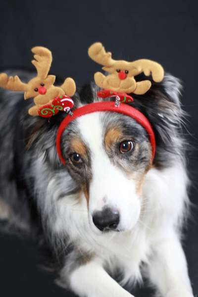 Dogorama Photo Challenge - Tre Chic!-Beitrag-Bild