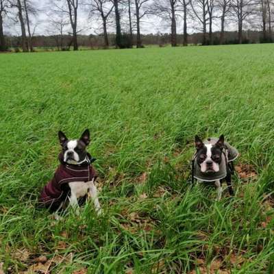 Hundetreffen-Spaziergang 1-Profilbild