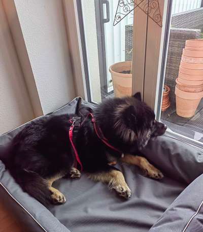 Eurasier hier?-Beitrag-Bild