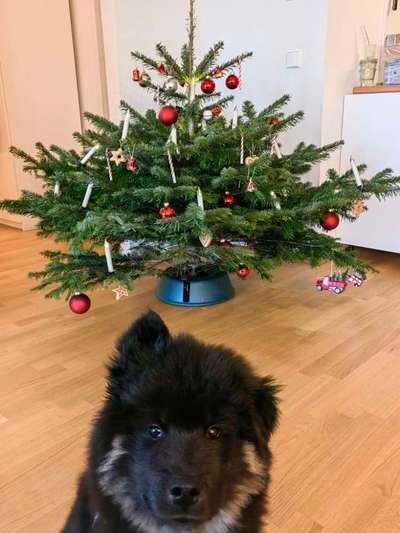 Eurasier hier?-Beitrag-Bild