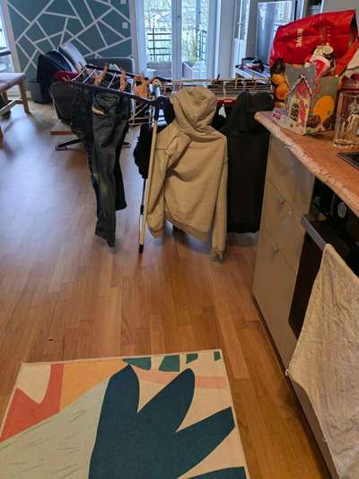 Eurasier hier?-Beitrag-Bild