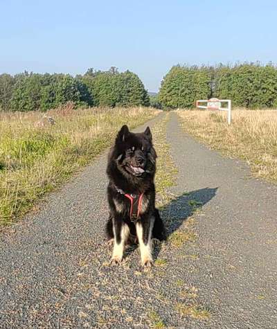 Eurasier hier?-Beitrag-Bild