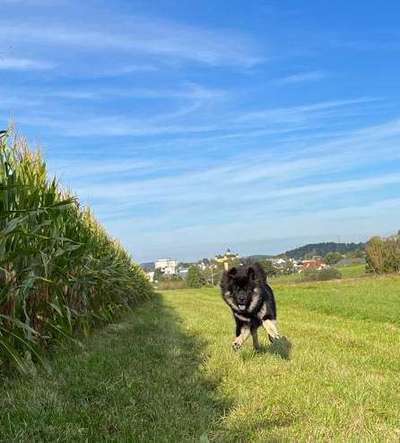 Eurasier hier?-Beitrag-Bild