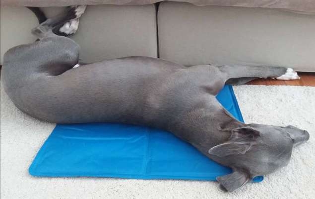 FOTO-Challenge  NR. 91: Die pure Entspannung-Beitrag-Bild