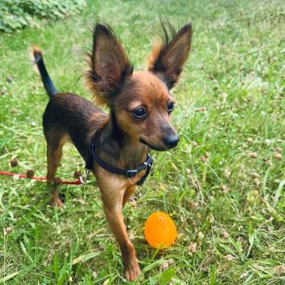 Hundetreffen-Small Dogs in Adlershof 🐕🦊-Bild