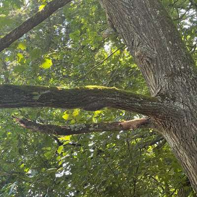 Giftköder-Eichenprozessionsspinner Nest über Weg-Bild