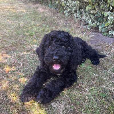 Hundetreffen-Spielpartner für jungen Pudel gesucht-Bild