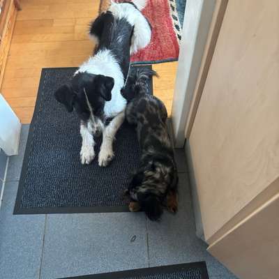 Hundetreffen-Lotta-Bild