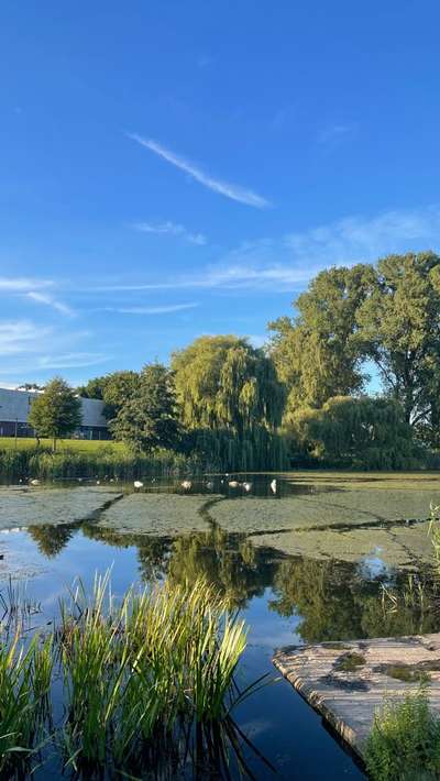 Hundeauslaufgebiet-Schwanenteich-Bild